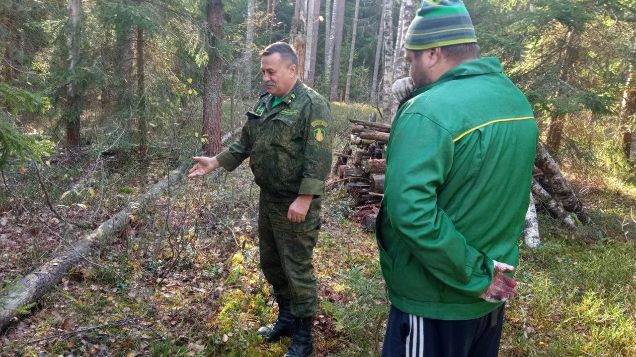 Подмосковные лесничие разъясняют правила заготовки валежника