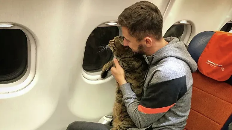 Умер кот Виктор, которого не пустили в самолет из‑за лишнего веса