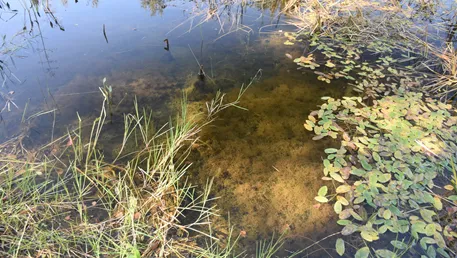 Редкую реликтовую водоросль нашли в одном из водоемов Орехово‑Зуевского округа