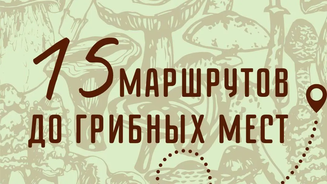 Минтранс Подмосковья подготовил список маршрутов до грибных мест