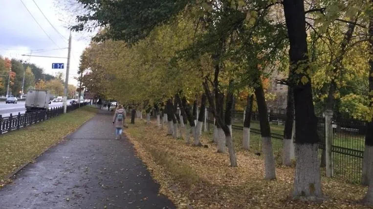 Аварийное дерево опилили на улице Кирова в Подольске