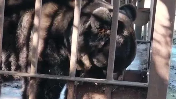 Медведя Грома эвакуировали из Донбасса в Подмосковье