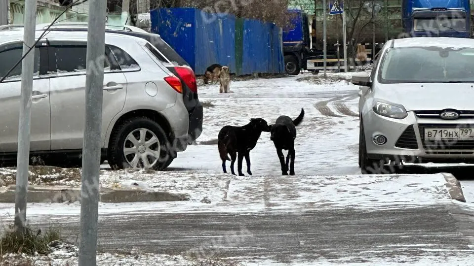 Жители Подольска жалуются на стаи агрессивных собак, нападающих на людей