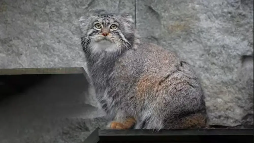 Манул Тимофей из Московского зоопарка завершил процесс зажировки