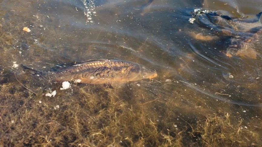 «Рыба кишит паразитами»: в карповых видах в Тюмени нашли опасные личинки
