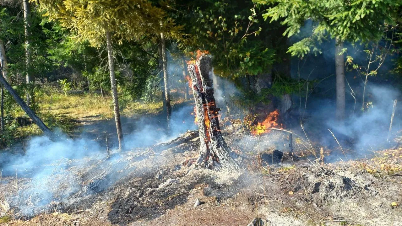 Лесной пожар ликвидировали в Богородском округе