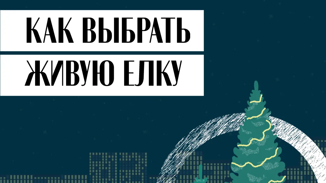 Как выбрать живую елку на Новый год