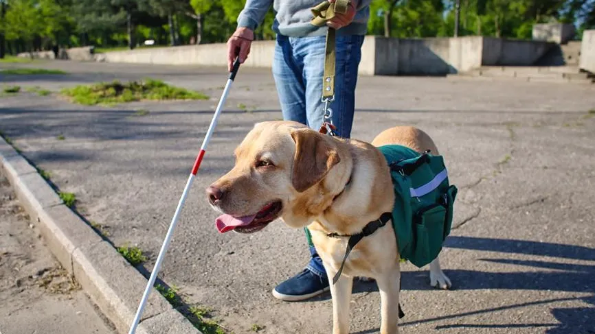 ГОСТ по требованиям к собакам-поводырям впервые разработали в России