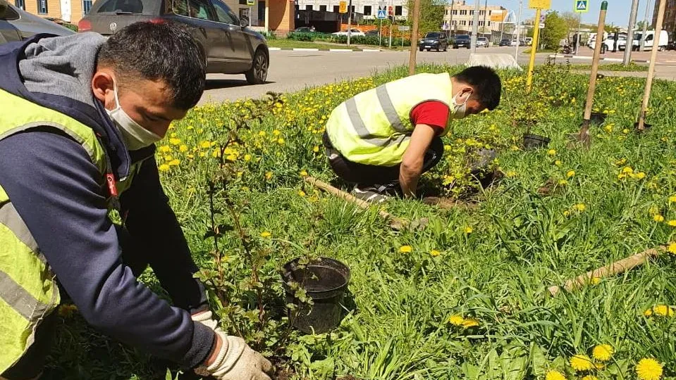 150 кустарников высадили в микрорайонах Реутова в рамках акции «Сад памяти. Лес Победы»