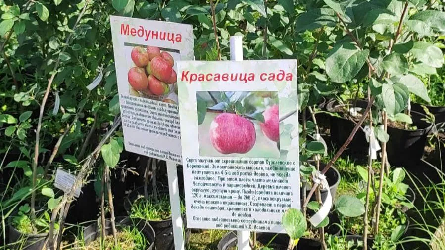 Через 1,5 месяца Ивантеевский лесопитомник начнет сезон продаж плодово‑ягодных саженцев