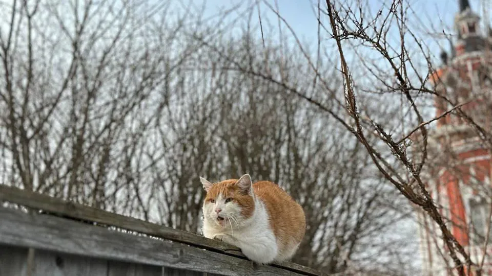 Кот из Ново-Никольского собора претендует на звание Главного Хвостатого Хранителя