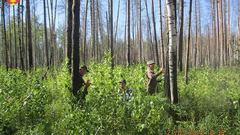 Подмосковные лесопатологи обследовали 60 тыс га лесных площадей