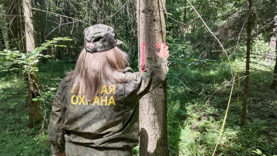 Более 7,5 тыс га подмосковного лесфонда обследовано лесопатологами в этом году