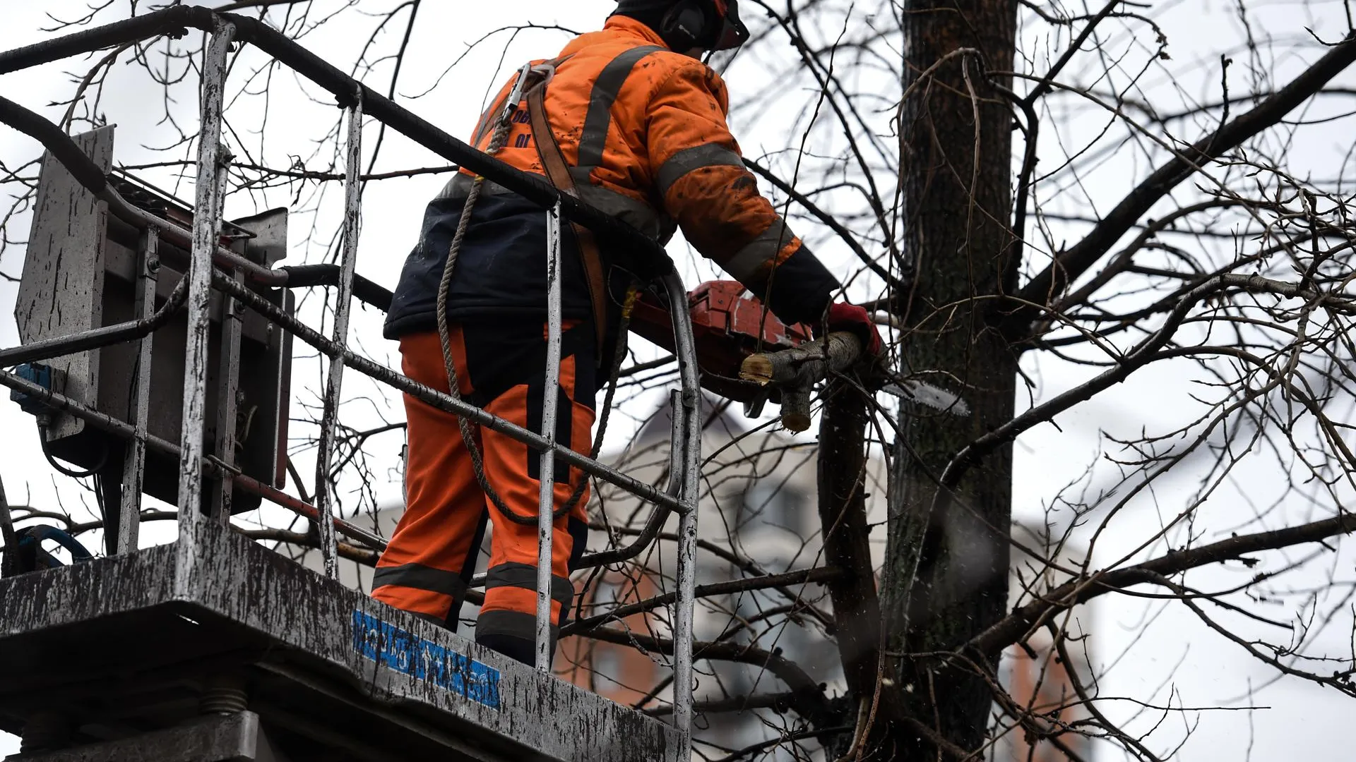 В Москве стартовали работы по обрезке деревьев для придания формы
