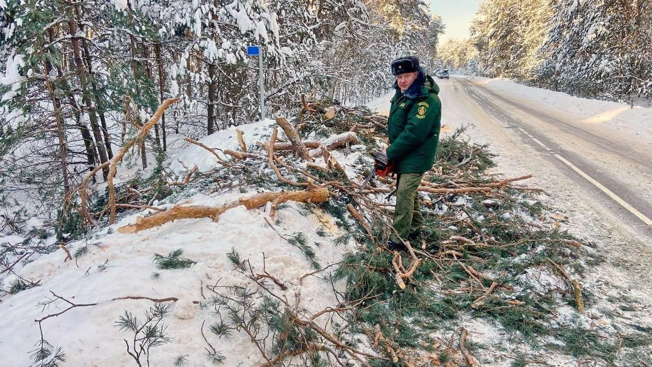 Лесничие Подмосковья продолжают устранять последствия снегопада на дорогах