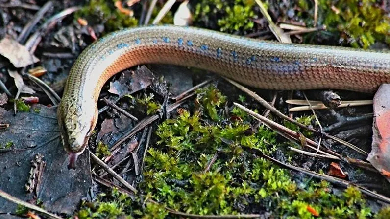 В Подмосковье обновили режим охраны заказника в Лотошине и Волоколамске