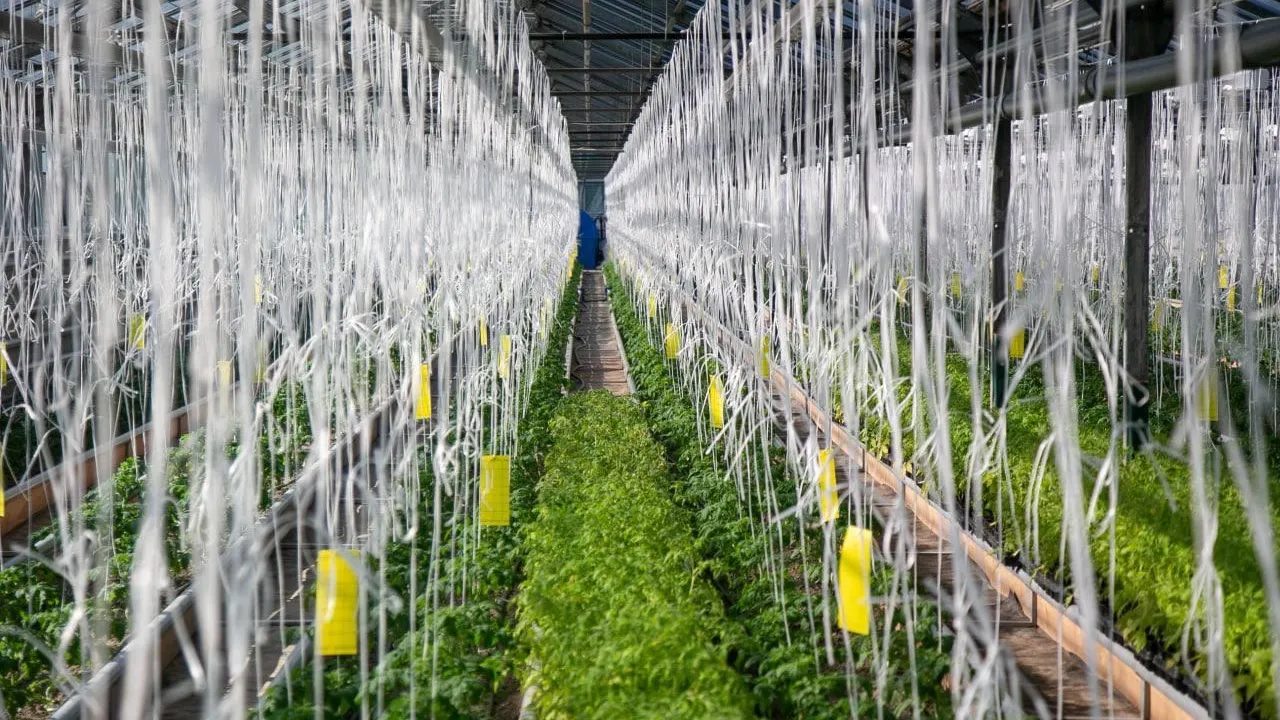 Прирост экспорта сельхозпродукции в Подмосковье вырастет на 20–30% в 2022 г