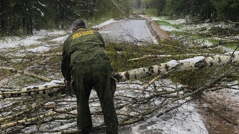 Бригады подмосковных лесничих продолжают устранять последствия майского снегопада
