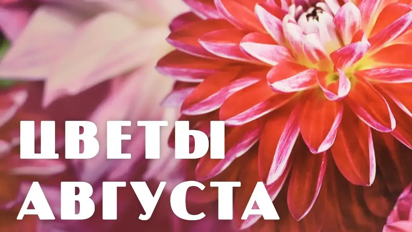 Выставка «Цветы августа» пройдет в Коломне 14 и 15 августа