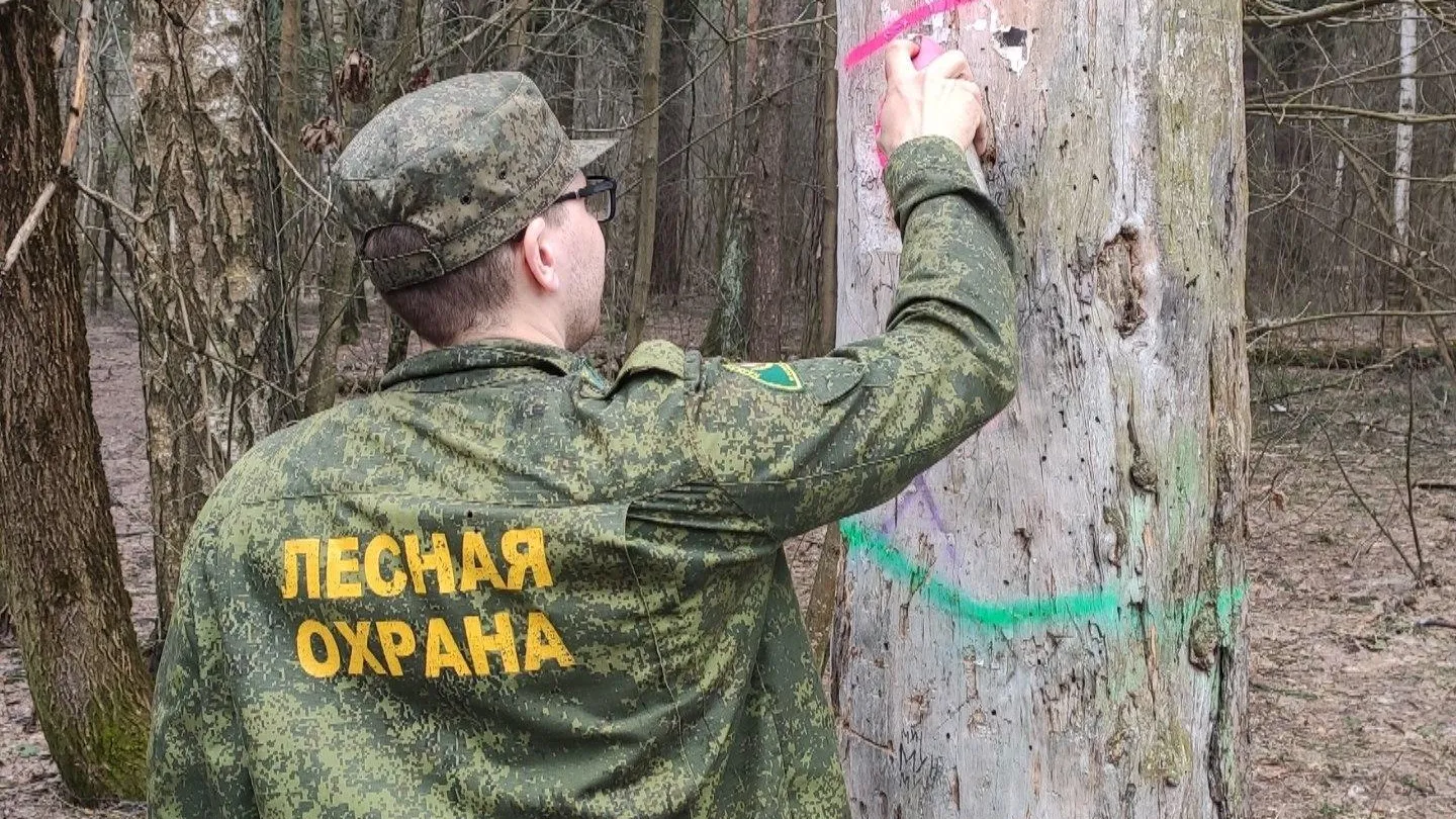 Аварийные деревья уберут в лесном массиве рядом с Ивантеевкой