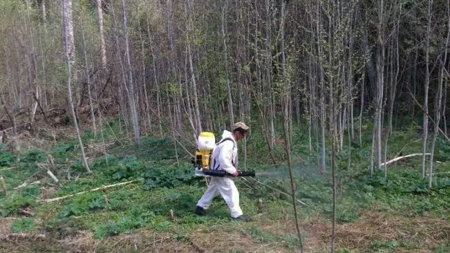 Более 130 га пораженных борщевиком земель вдоль дорог обработали в Подмосковье