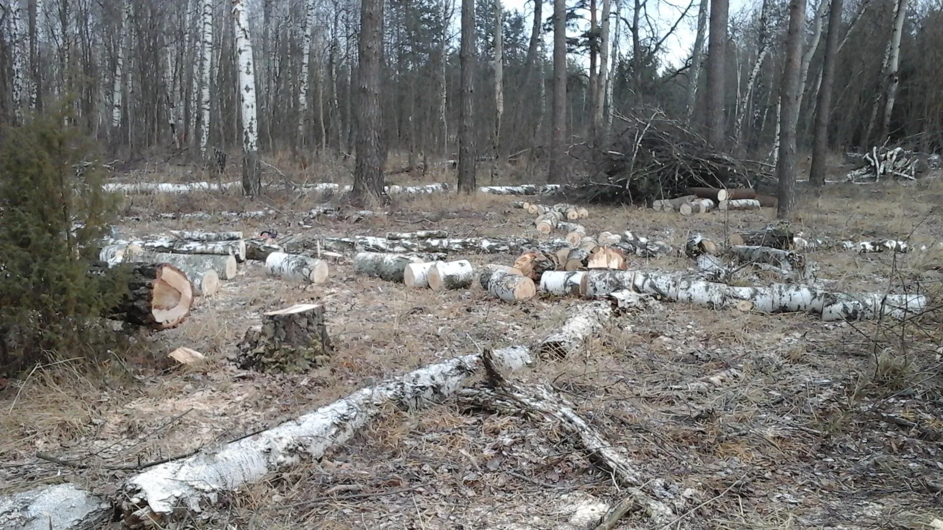 13 живых деревьев незаконно спилили в Озерах