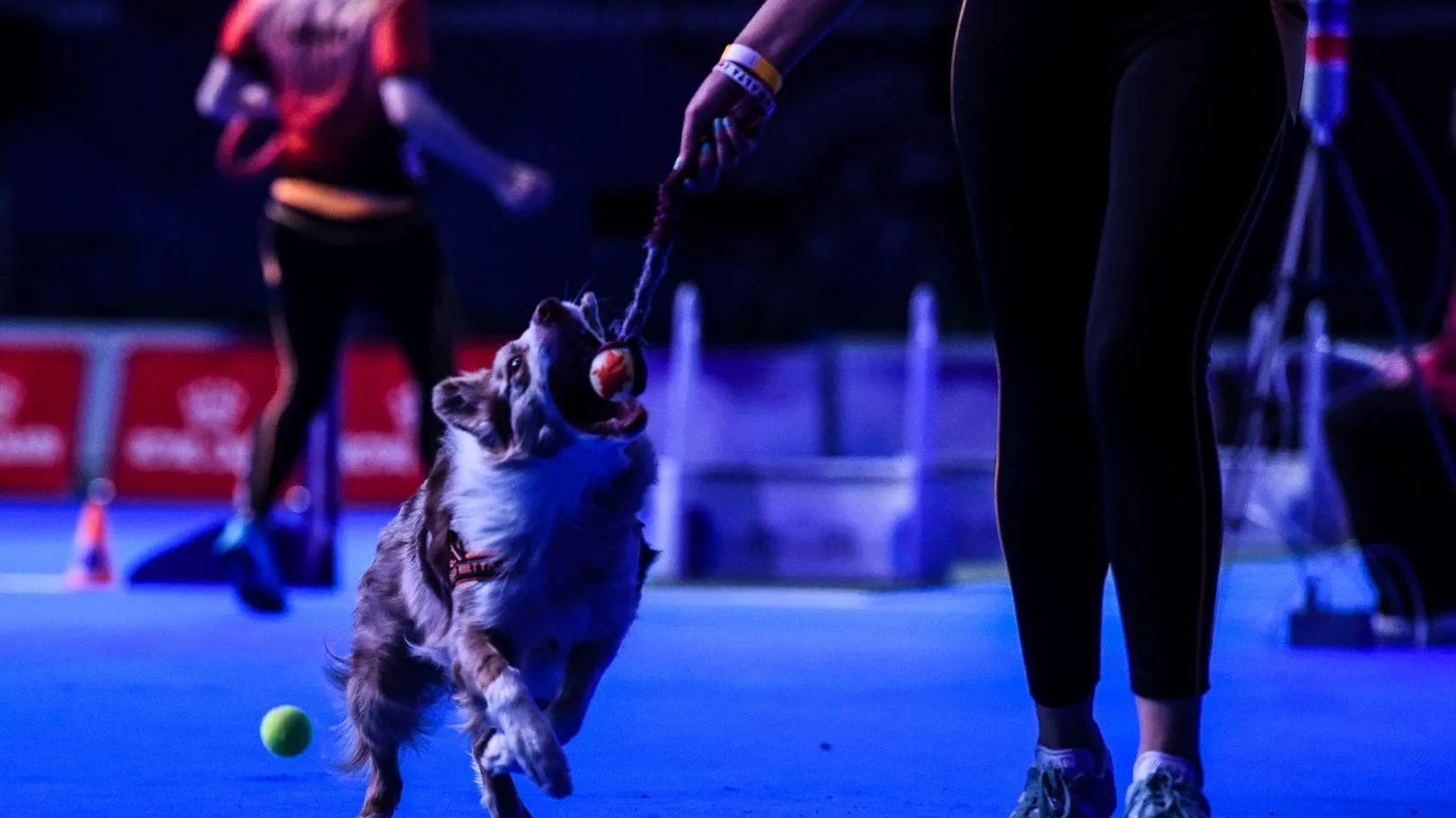 В Красногорске пройдет национальная выставка собак всех пород «Евразия-2025»