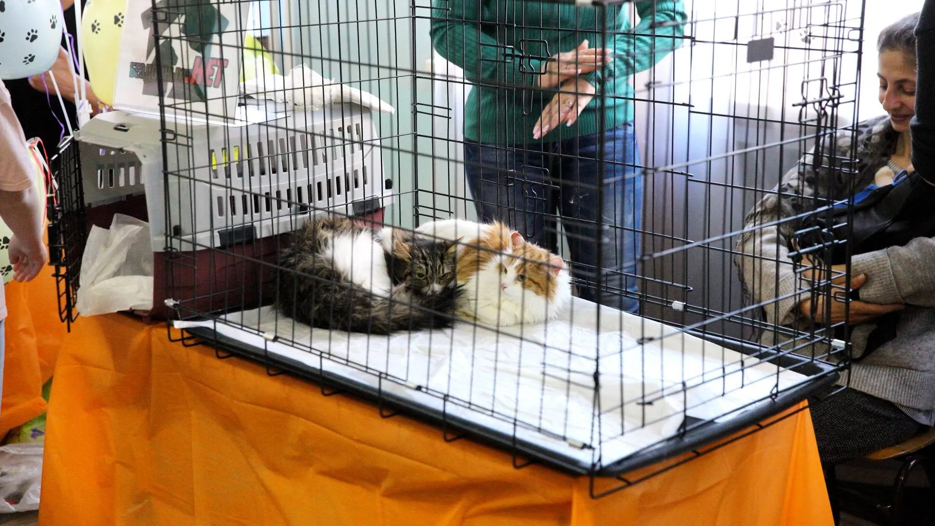 В Подольске пристроили первых питомцев на фестивале «Весенние лапки»