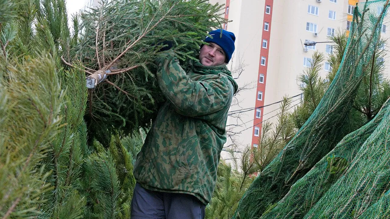Названа средняя стоимость новогодней елки в Подмосковье