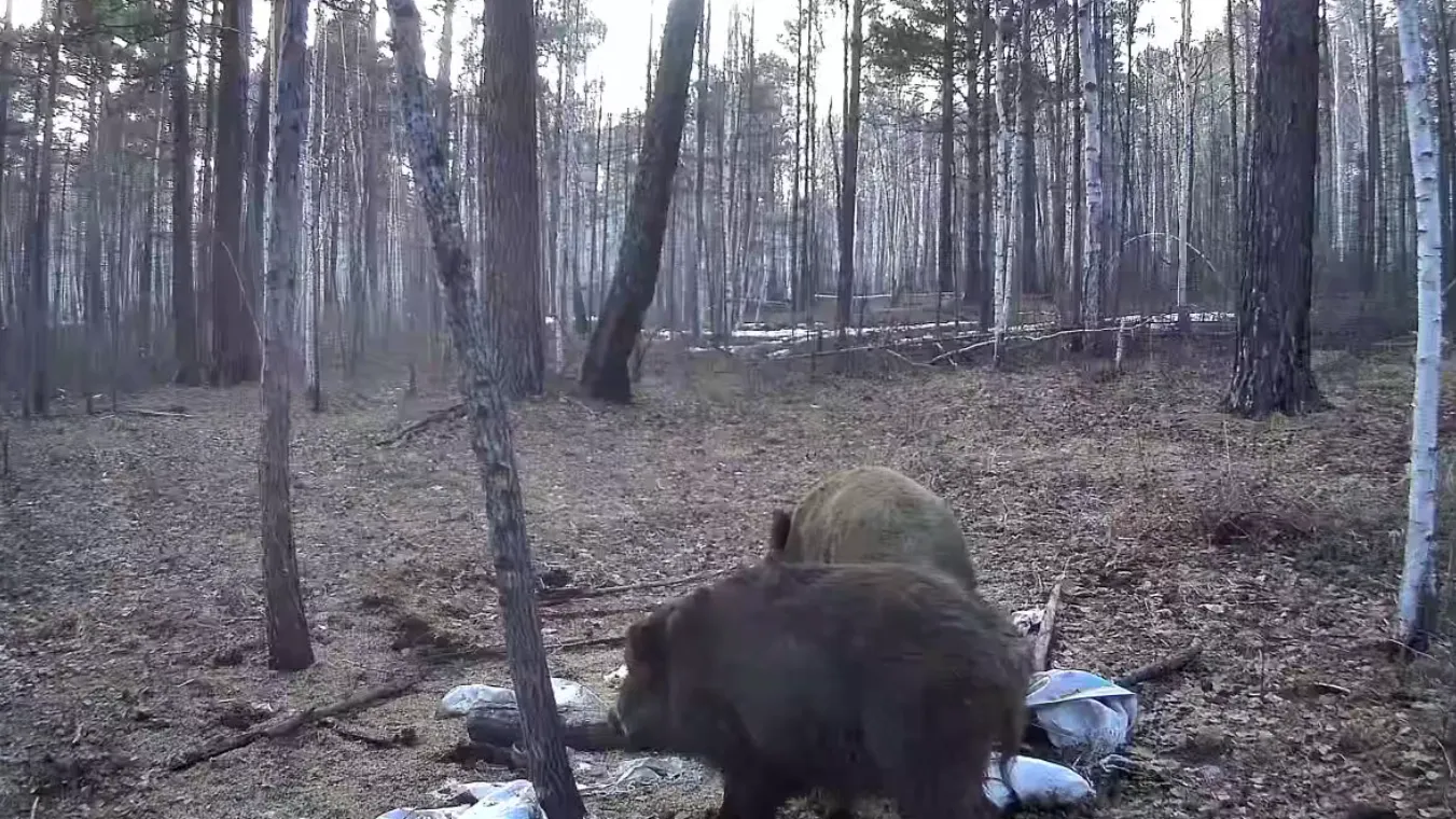 Медведь и кабан поужинали вместе в Амурской области — видео