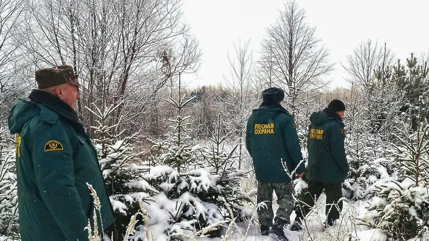 В Подмосковье обнаружили самозахват лесного участка