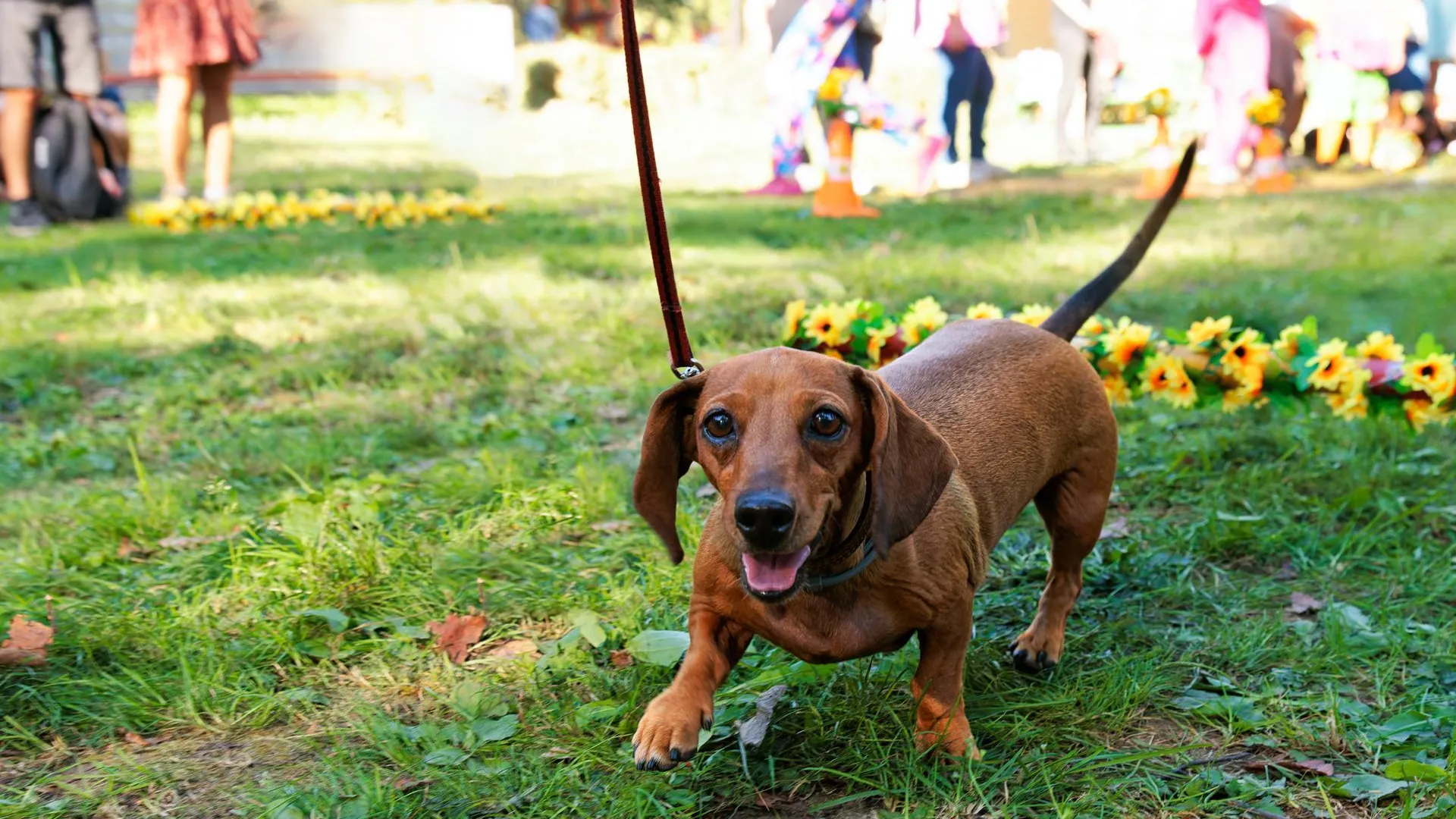 Загородный отель из Подмосковья стал обладателем сертификата Pet-friendly