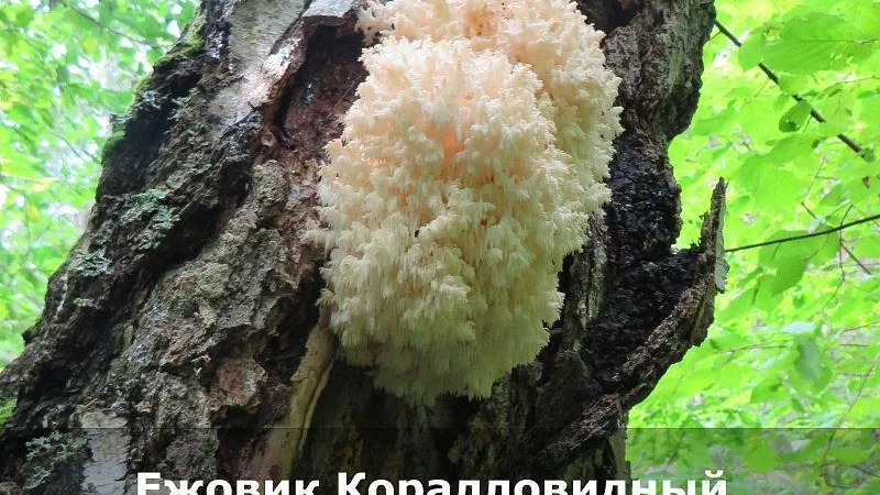 сайт министерства экологии и природопользования Московской области