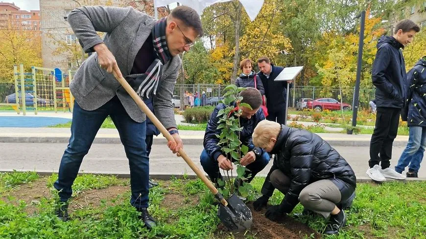 В гимназии Королева высадили сирень, ели и японские туи