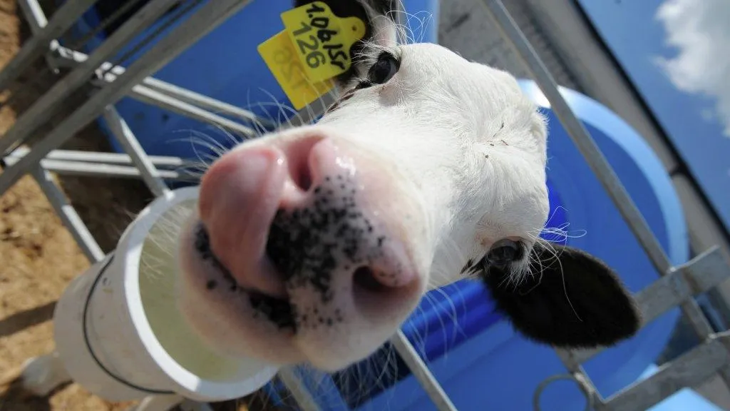 Строительство молочной фермы ТН True Milk в Волоколамском районе завершится до конца года