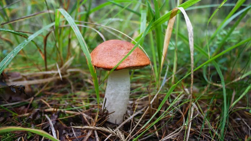 Эксперт рассказал, когда ждать первые весенние грибы