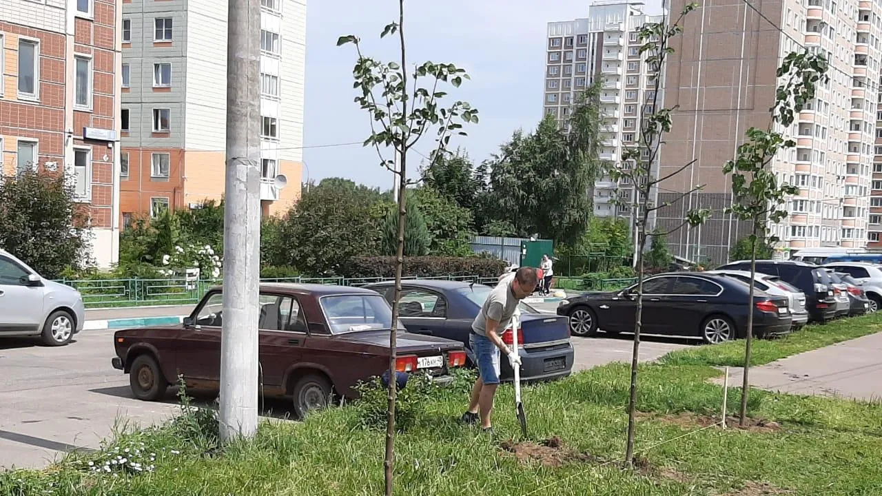 Активисты высадили 6 лип на газоне по улице Академика Доллежаля в Подольске