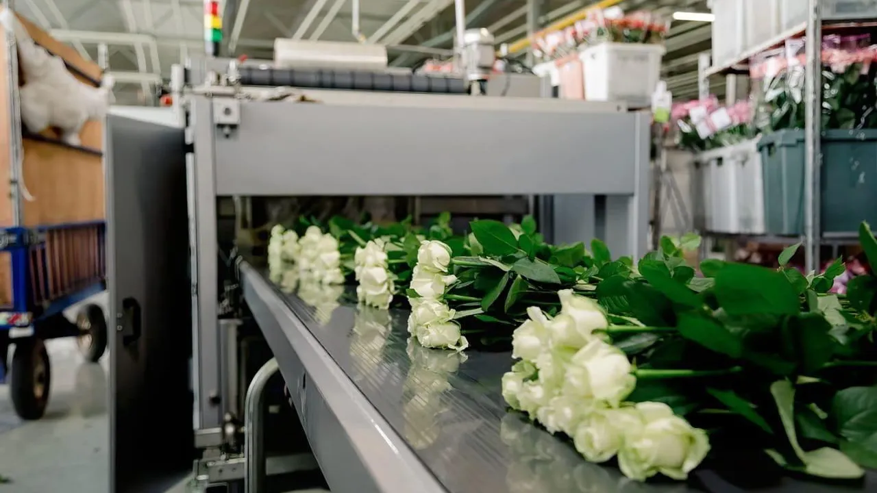 «Россети» выделили мощность для крупного розария в Подосинках