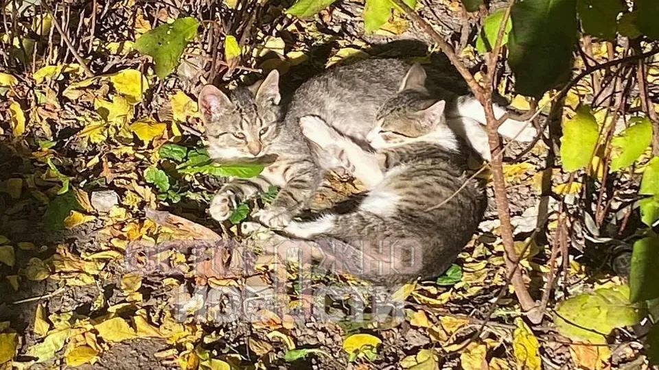 Трупы лежат в подвале: петербурженка отравила десятки бездомных котов