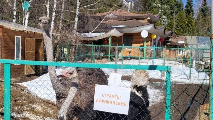 Все обитатели страусиной фермы Подмосковья абсолютно здоровы