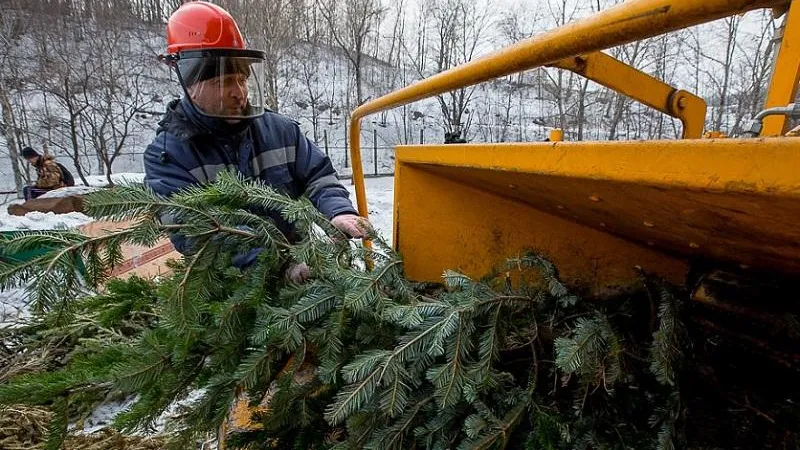 В Подмосковье создадут 200 пунктов приема новогодних елок