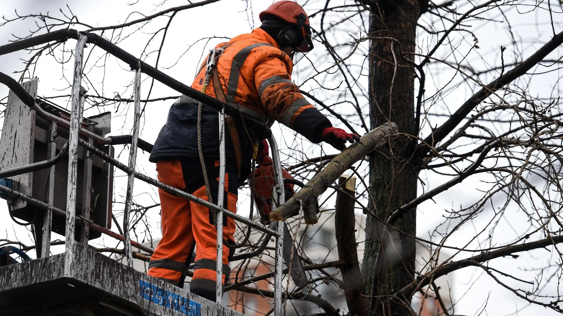 Срезанные ветки в Подмосковье будут убирать в течение суток