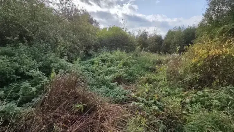 Самый бюджетный участок земли за 10 тыс рублей реализовали на торгах в Талдоме