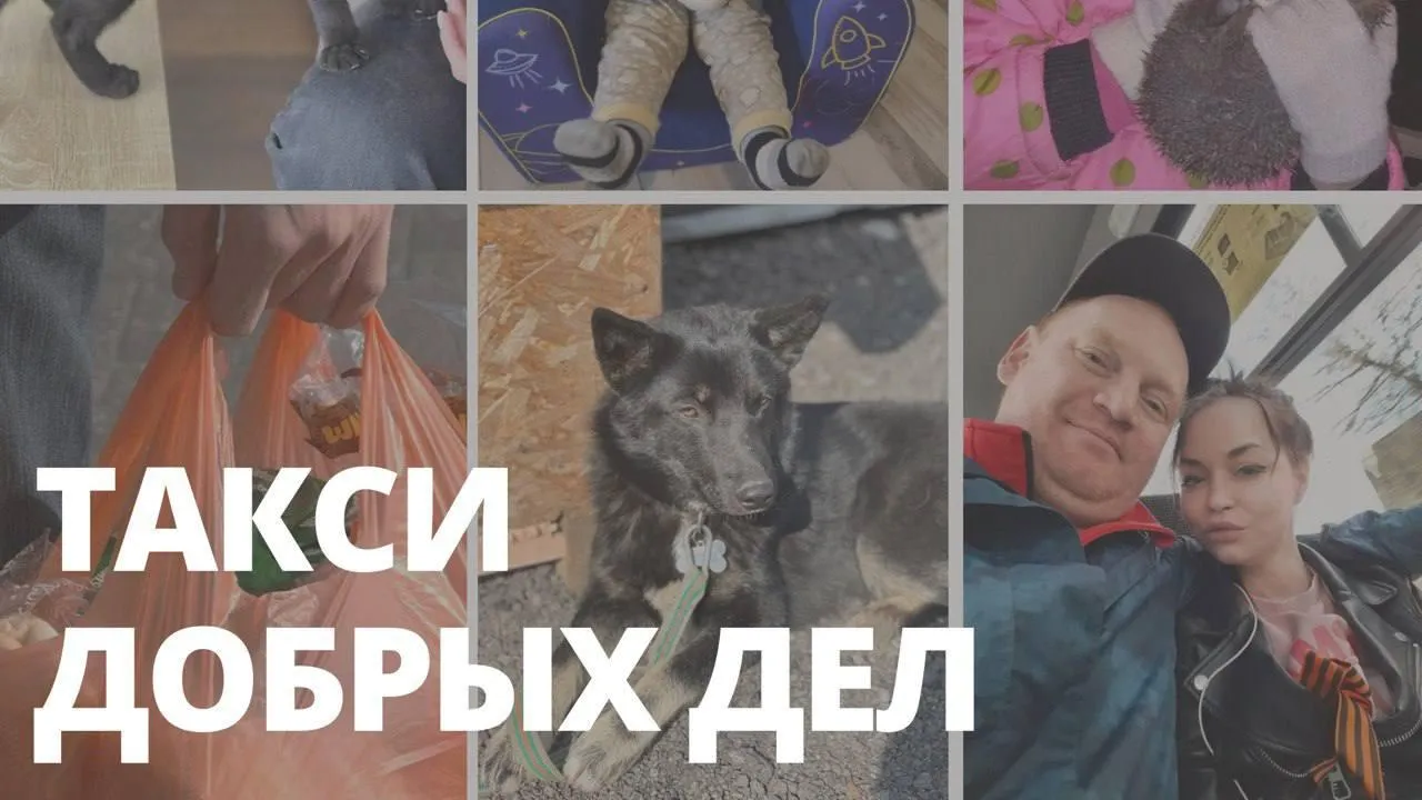 Ежи, собаки и любовь: Минтранс Подмосковья собрал несколько историй о работе таксистов