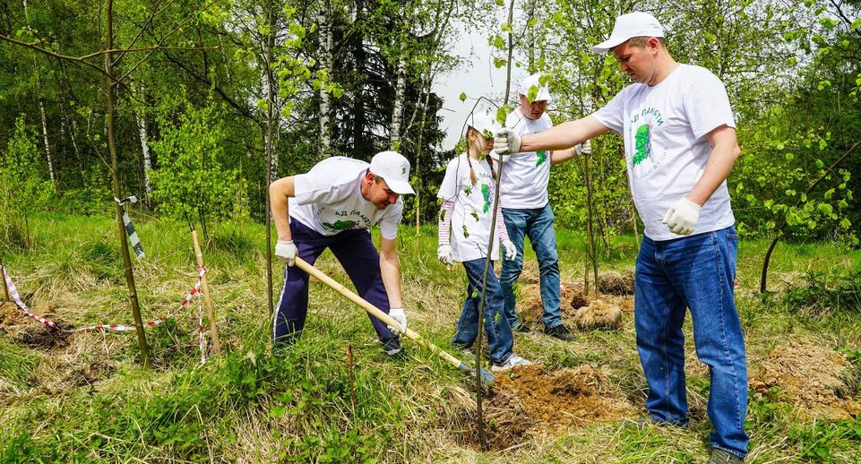 Более 4300 растений высадили в Химках в рамках акции «Сад Памяти»