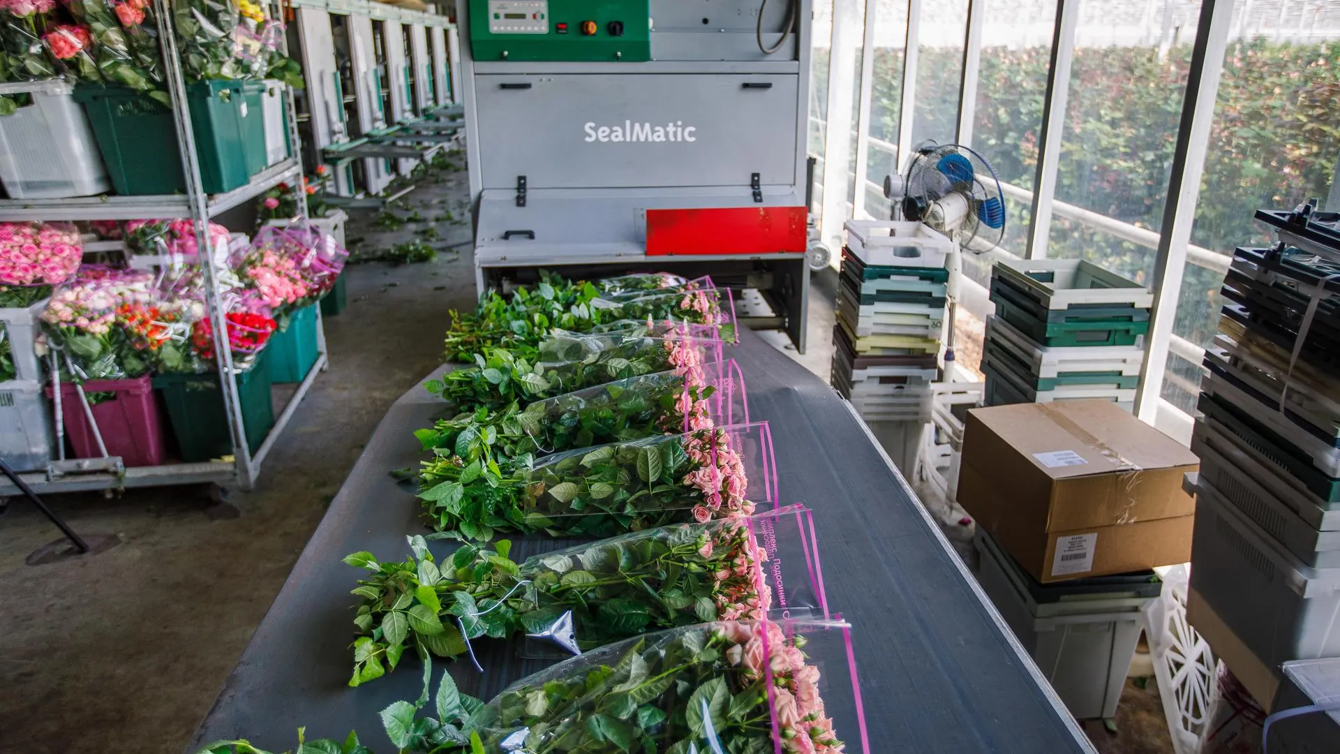 Подмосковье сохранило лидерство в России по производству цветов