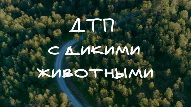 Жителям Подмосковья рассказали, как избежать ДТП с дикими животными