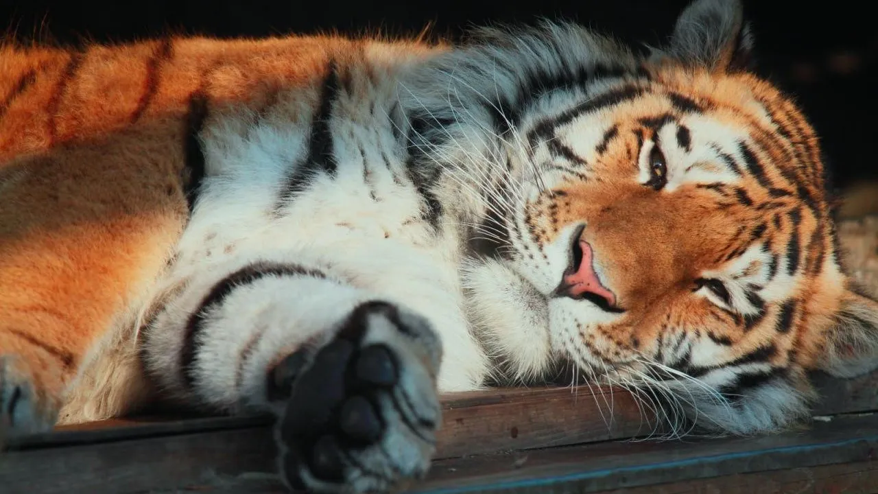 Ленинградский зоопарк