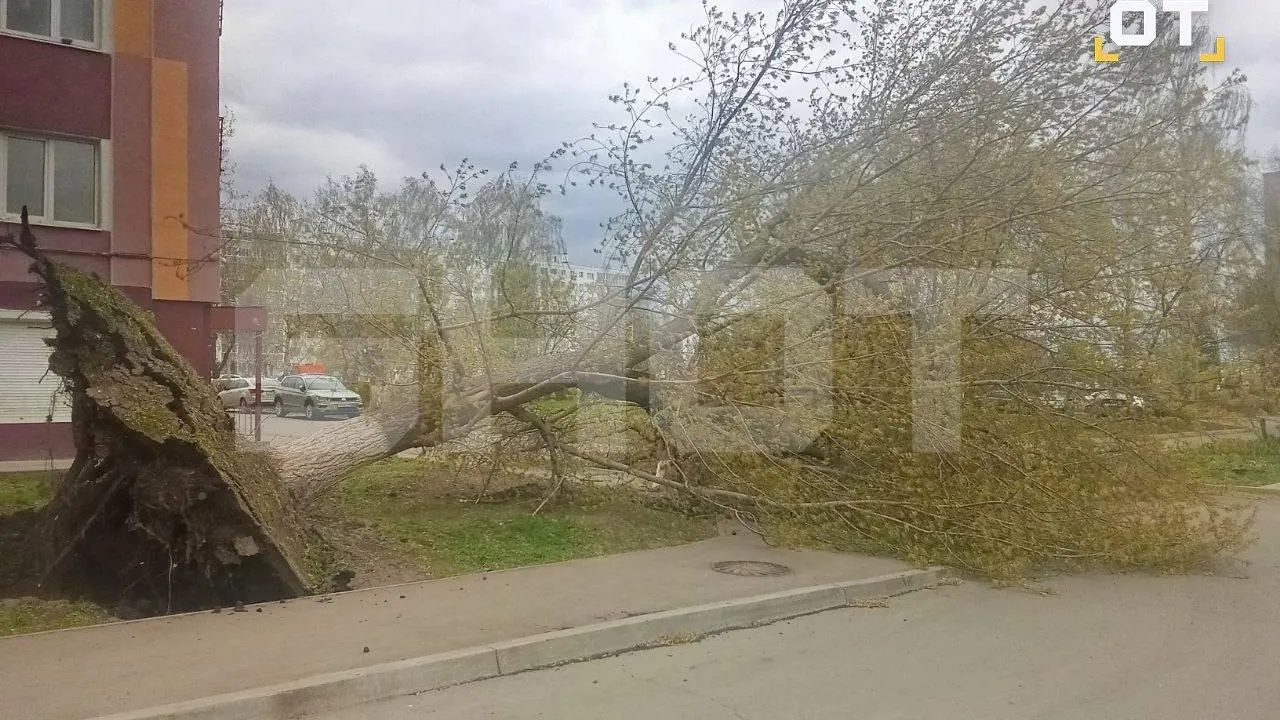 Поваленная ураганом остановка чудом не убила мужчину во Владимирской области