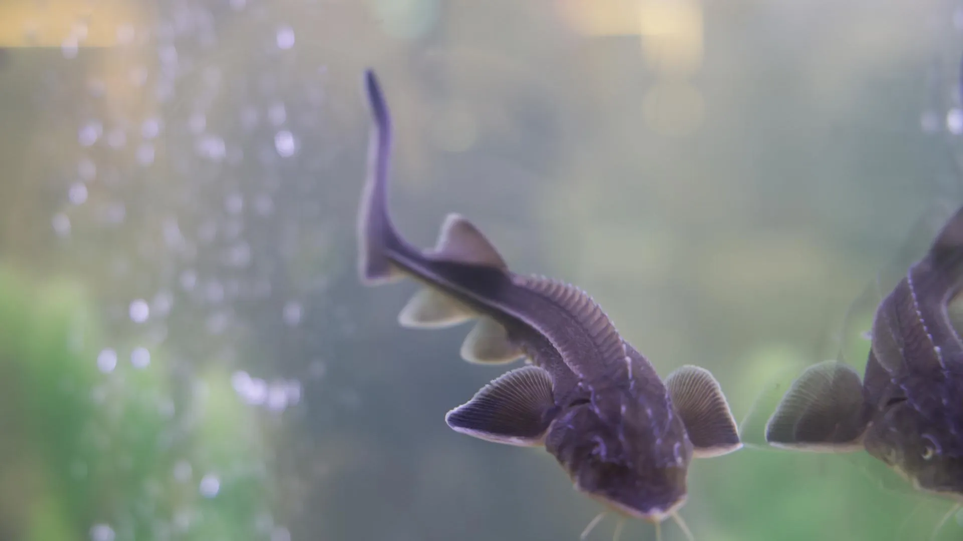 Госветслужба Подмосковья проверила более 8 тонн рыбы на ярмарках